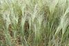 light green Plant Love Grass photo (Cereals)