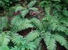 green Plant Plagiogyria photo (Ferns)