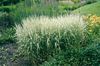multicolor Plant Reed Canary grass photo (Cereals)