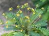 green  Biophytum, Sensitive Plant photo 