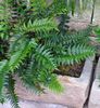 dark green  Holly fern photo (Herbaceous Plant)