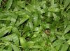 green  Variegated Basketgrass photo (Hanging Plant)