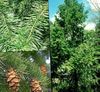 green Plant Douglas Fir, Oregon Pine, Red Fir, Yellow Fir, False Spruce photo