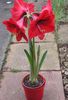 red Flower Amaryllis photo (Herbaceous Plant)