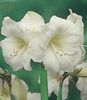 white Flower Amaryllis photo (Herbaceous Plant)
