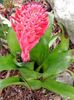 red Pot flower Billbergia photo (Herbaceous Plant)