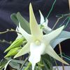 white Pot flower Comet Orchid, Star of Bethlehem Orchid photo (Herbaceous Plant)