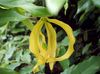 yellow Pot flower Dwarf Ylang Ylang shrub photo 