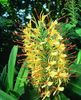yellow Flower Hedychium, Butterfly Ginger photo (Herbaceous Plant)