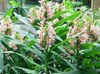 pink Flower Hedychium, Butterfly Ginger photo (Herbaceous Plant)