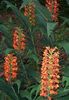 red Flower Hedychium, Butterfly Ginger photo (Herbaceous Plant)
