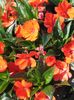orange Flower Patience Plant, Balsam, Jewel Weed, Busy Lizzie photo 