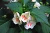 white Flower Patience Plant, Balsam, Jewel Weed, Busy Lizzie photo 