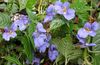 light blue Flower Patience Plant, Balsam, Jewel Weed, Busy Lizzie photo 