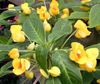 yellow Flower Patience Plant, Balsam, Jewel Weed, Busy Lizzie photo 
