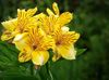 yellow Flower Peruvian Lily photo (Herbaceous Plant)