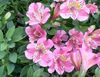 pink Flower Peruvian Lily photo (Herbaceous Plant)