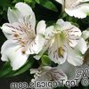 white Flower Peruvian Lily photo (Herbaceous Plant)