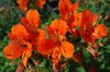 orange Flower Peruvian Lily photo (Herbaceous Plant)
