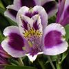 lilac Flower Peruvian Lily photo (Herbaceous Plant)