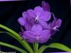 lilac Flower Vanda photo (Herbaceous Plant)
