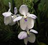 white Flower Vanda photo (Herbaceous Plant)