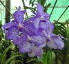 light blue Flower Vanda photo (Herbaceous Plant)