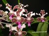 claret Flower Vanda photo (Herbaceous Plant)