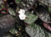 white Pot flower Waffle Plant photo 