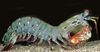 Harlequin Mantis Shrimp (Peacock Mantis Shrimp)