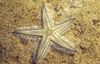 light blue Sand Sifting Sea Star photo