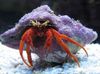 red Lobsters Scarlet Hermit Crab photo