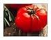 photo 250 Beefsteak Tomato Seeds | Non-GMO | Fresh Garden Seeds 2024-2023