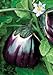 photo Salerno Seeds Round Sicilian Eggplant Violetta Di Firenze 4 Grams Made in Italy Italian Non-GMO 2024-2023