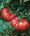 photo Burpee Steakhouse Hybrid 25 Non-GMO Large Beefsteak Garden Produces Giant 3 LB Fresh Tomatoes | Vegetable Seeds for Planting 2024-2023