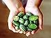 photo Mouse Melon Seeds | 20 Seeds | Grow This Exotic and Rare Garden Fruit | Cucamelon Seeds, Tiny Fruit to Grow 2024-2023