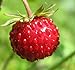 photo Big Pack - (5,000) Wild Strawberry, Fragaria vesca Seeds - Non-GMO Seeds by MySeeds.Co (Big Pack - Wild Strawberry) 2024-2023