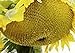 photo 25 Seeds (PKD) Sunzilla Sunflower 2024-2023