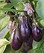 photo Burpee Patio Baby Eggplant Seeds 30 seeds 2024-2023