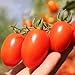 photo Roma Tomato Seeds (50 Seeds) 2024-2023