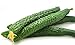 photo Cucumber Seeds for Planting Vegetables and Fruits-Asian Suyo Long Cucumber Plant Seeds,Burpless Non GMO Garden Seeds Vegetable Seeds,Oriental Chinese Cucumber Seeds-11ct Veggie Seeds China Long Hybrid 2024-2023