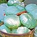 photo Park Seed Tropic Giant Hybrid Cabbage Seeds, Big Heads, Pack of 100 2024-2023