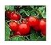 photo 250 Cherry Tomato Seeds Large | Non-GMO | Fresh Garden Seeds 2024-2023