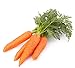 photo 500 Scarlet Nantes Carrot Seeds for Planting - Heirloom Non-GMO USA Grown Vegetable Seeds for Planting by RDR Seeds 2024-2023