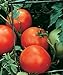 photo Burpee Celebrity' Hybrid | Slicing Red Tomato | Disease-Resistant, 35 Seeds 2024-2023