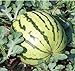 photo Dixie Queen Watermelon Seeds, (Isla's Garden Seeds), 50 Heirloom Seeds Per Packet, Non GMO Seeds, Botanical Name: Citrullus lanatus 2024-2023