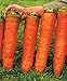 photo CEMEHA SEEDS - Giant Red Carrot Sweet Non GMO Vegetable for Planting 1000 Seeds 2024-2023