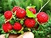 photo Wild Strawberry Seeds - 1000+ Sweet Wild Strawberry Seeds for Planting - Fragaria Vesca Seeds - Heirloom Non-GMO Edible Berry Fruit Garden Seeds 2024-2023