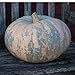 photo 10 Iran, Pumpkin Seed (Calabaza) Jumbo Squash,50 Plus Pound Fruits 2024-2023
