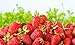 photo Sweet Red Strawberry Seeds 300pcs for Home Garden Planting 2024-2023